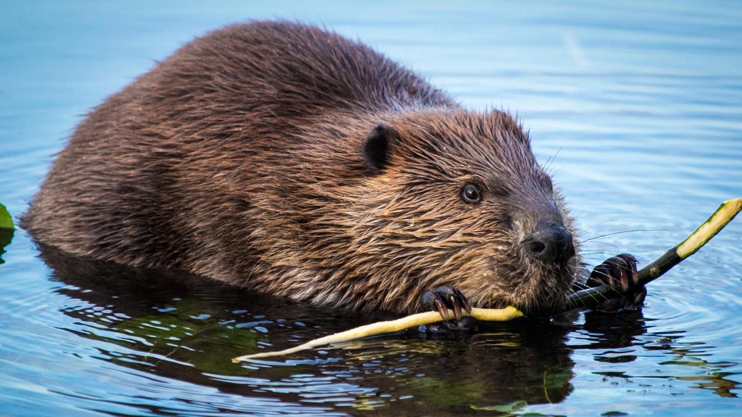 Beavers Turn Rivers Into Carbon Sinks Beavers Turn Rivers Into Carbon Sinks