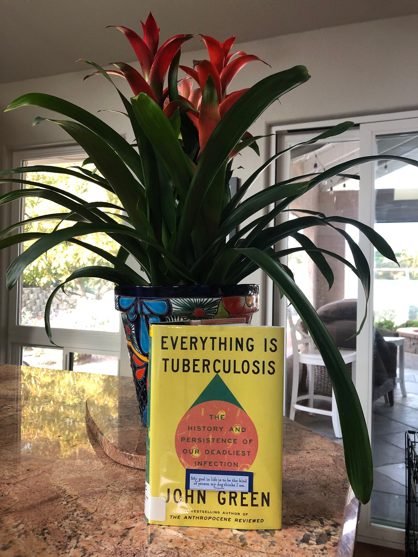 a copy of Everything is Tuberculosis in front of a Bromeliad plant on a granite counter. 