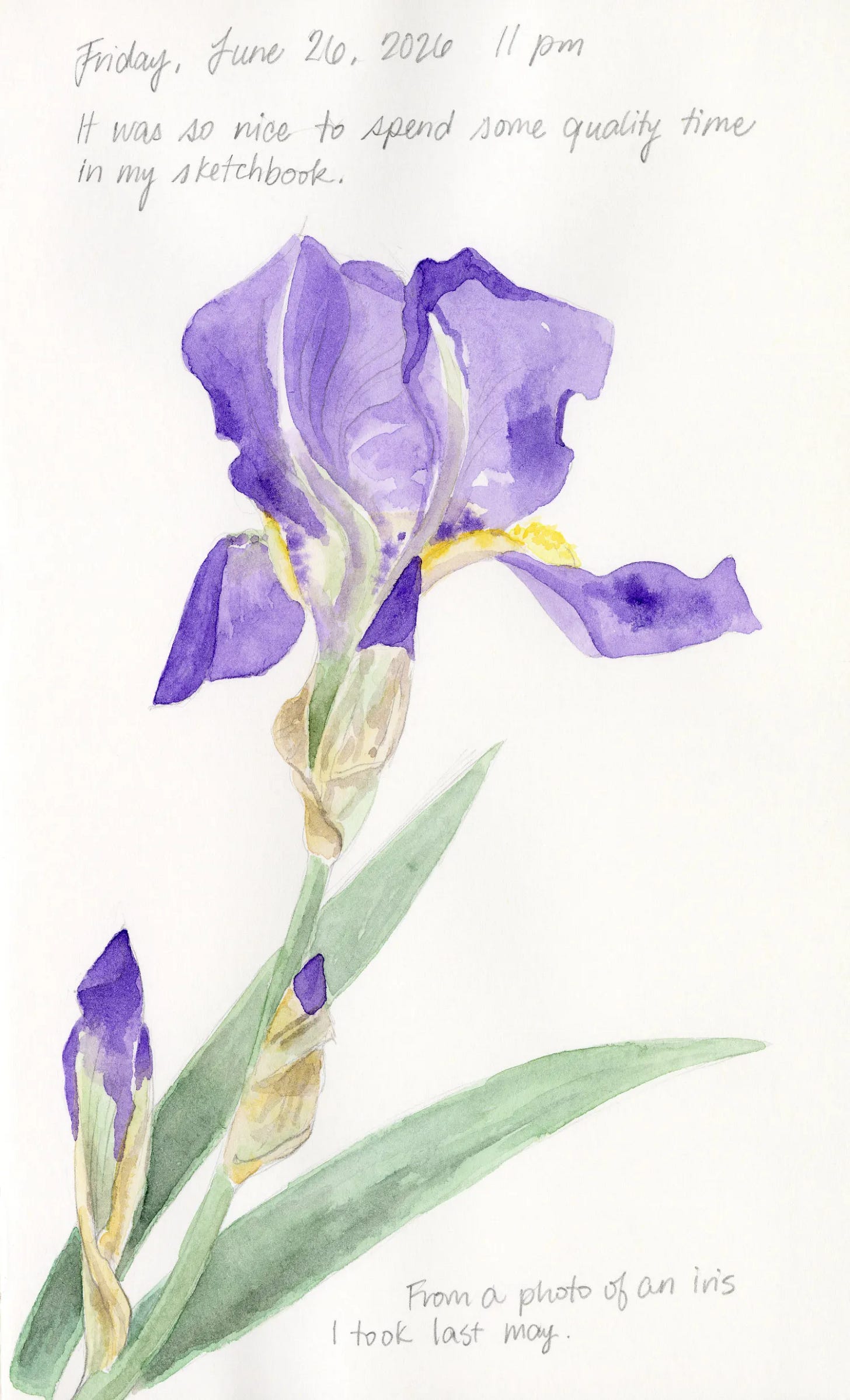 A sketch of an iris by Carolyn A Pappas.