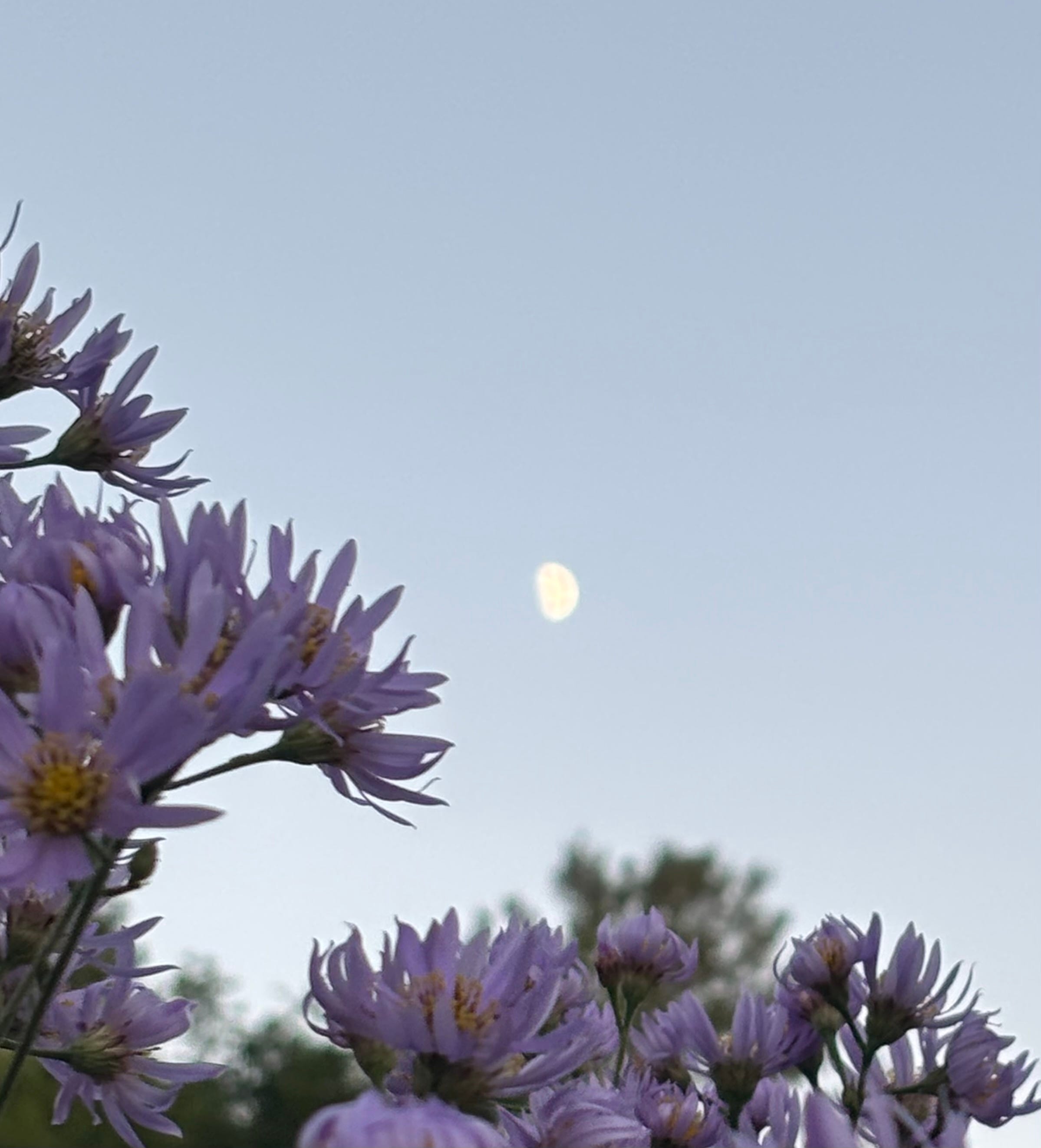 Moonbathing Moonbathing in the Garden - Moonlight & Mirrors