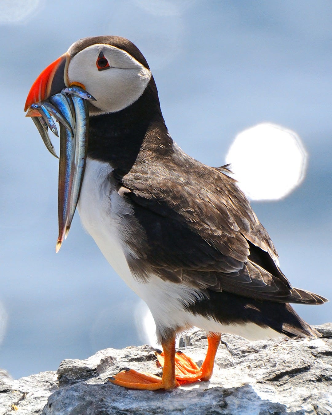 May be an image of tufted puffin