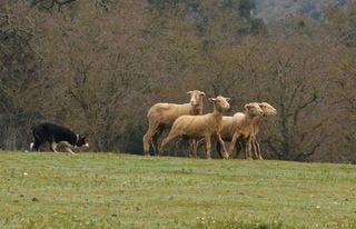 Collie and Sheep 1 Collie and Sheep 1