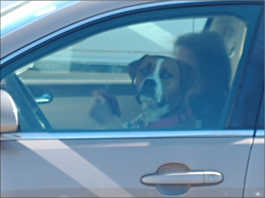 Very special designated driver.