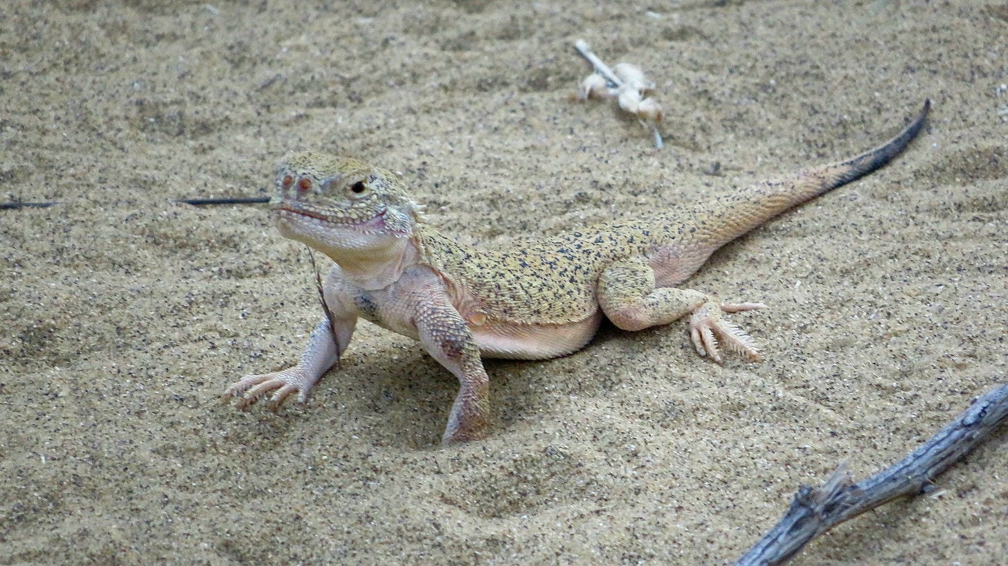 bärtiger krötenkopf, khorasan secret toad-headed agama [khorasanus], secret toadhead agama, ушастая круглоголовка, 大耳沙蜥