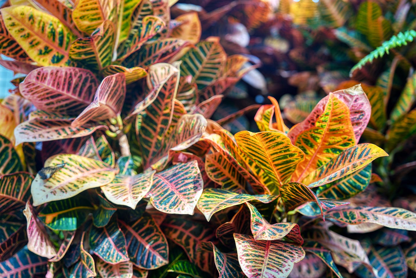 Close-up of a dense cluster of colorful variegated tropical leaves with orange, yellow, green, and pink veins.