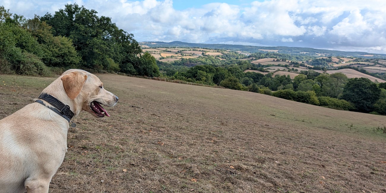 On Dogs, Singing and Enjoying the Wide Open Spaces