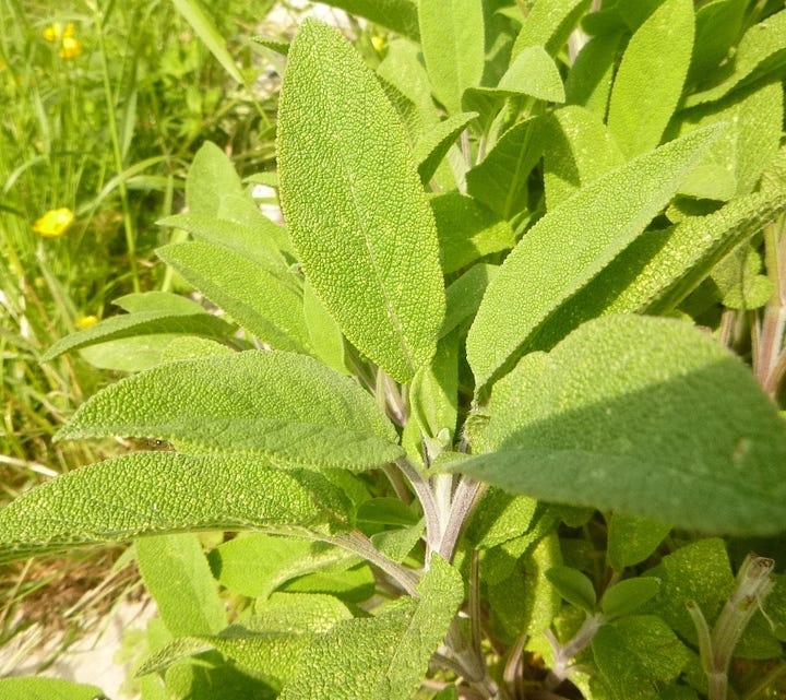 Flowers and leaves of myrtle and sage