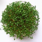 Further on Greens - Growing, Quickening and Aiding the Animation