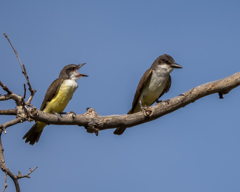 20250822-BoxCanyon-271-Edit.jpg 20250822-BoxCanyon-271-Edit.jpg