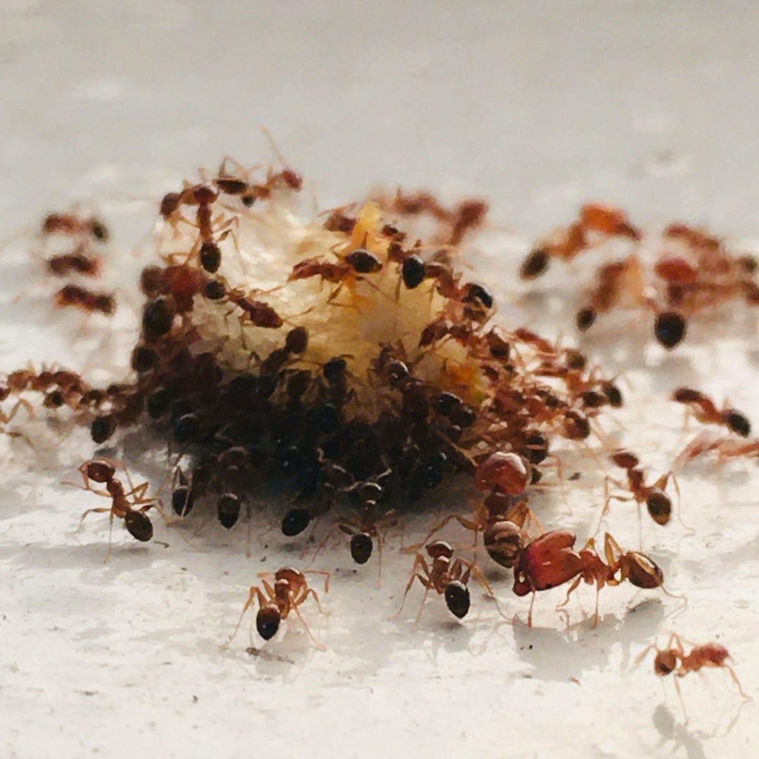 brown and black ant on white surface brown and black ant on white surface
