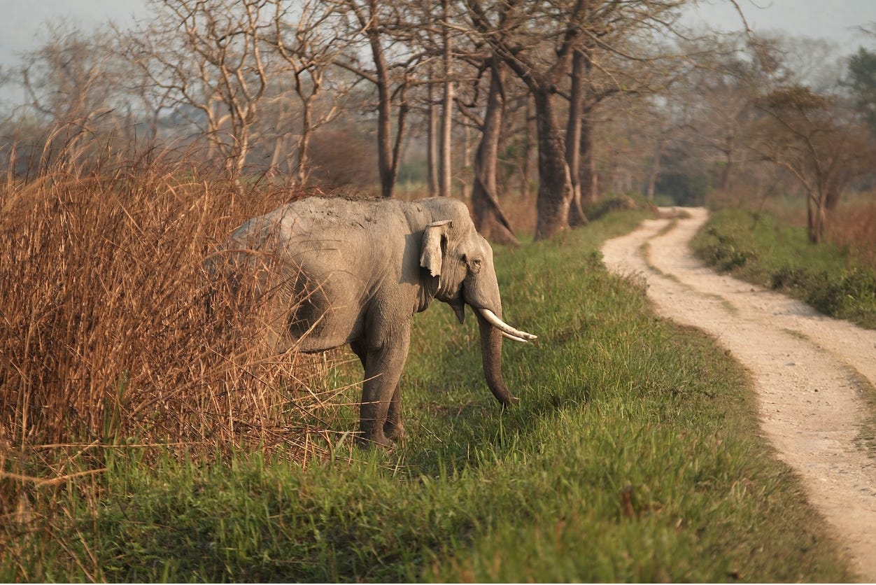 Indian Elephant grazes beside dirt road. Indian Elephant grazes beside dirt road.