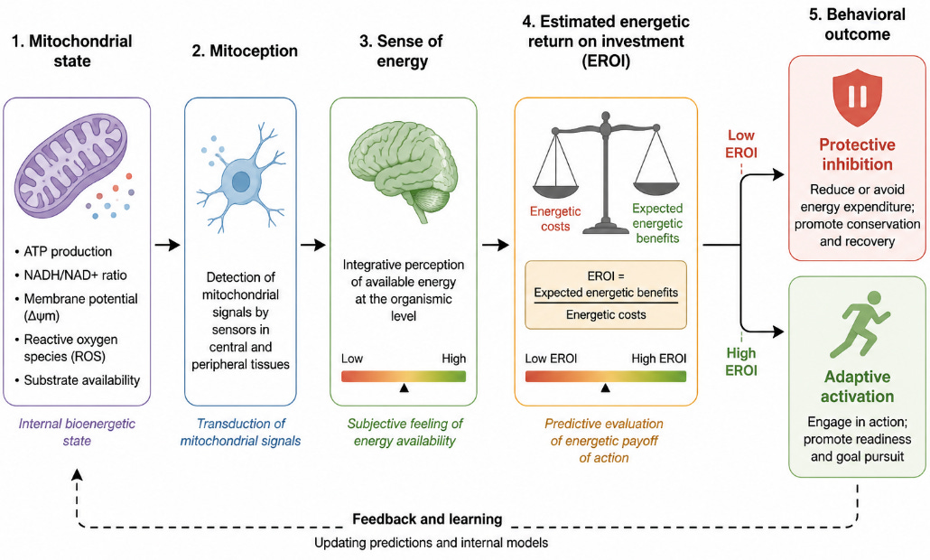 A figure showing how mitochondrial state can be communicated via mitoception to give us a sense of our energy. There is then an estimation of energetic return on investment that leads to a behavioral outcome (either protective inhibition or adaptive activation). This sequence loops back to provide feedback and contribute to learning. 