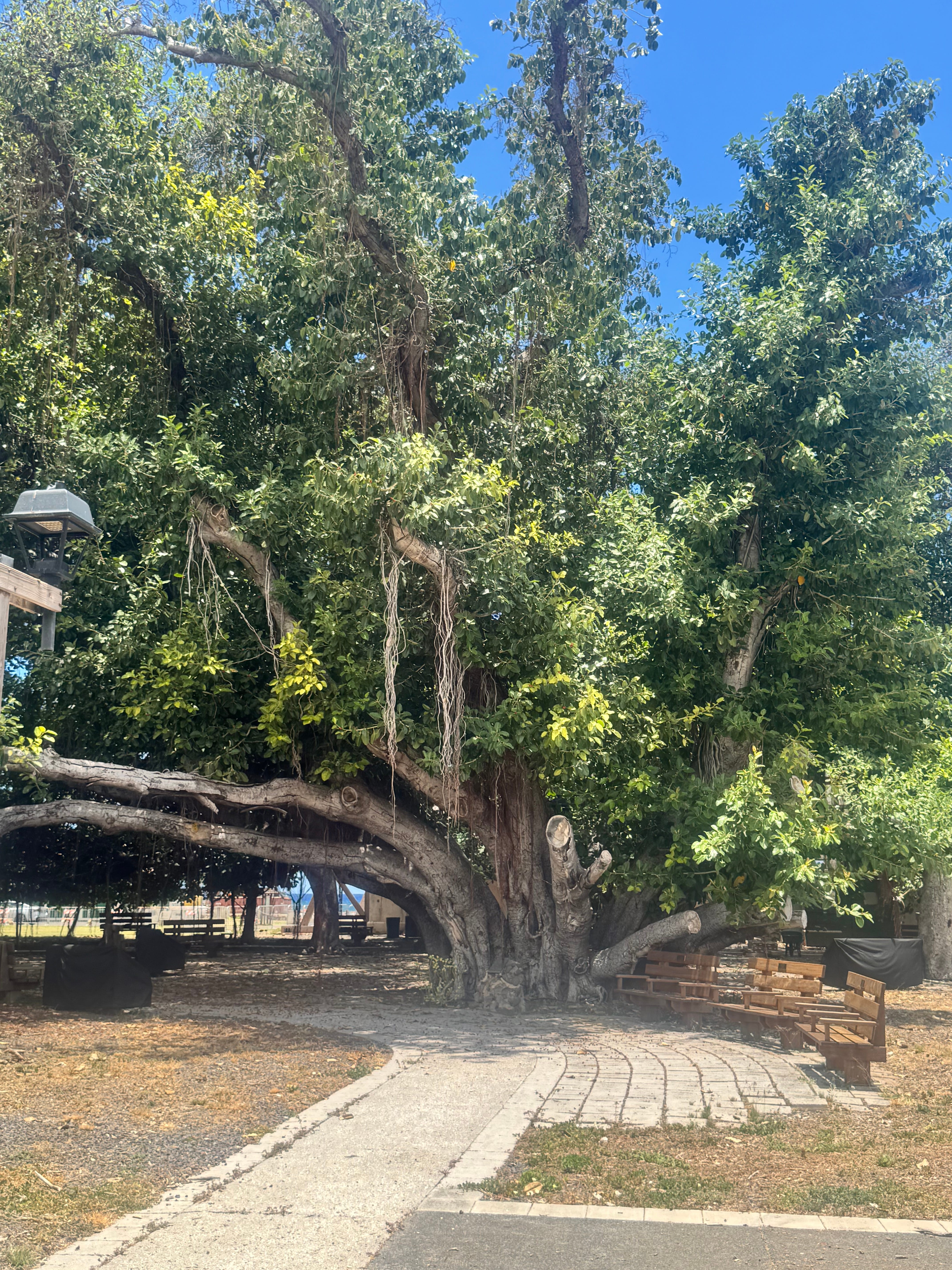 Lahaina Banyan Tree