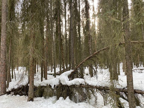 Photos of trees and snow in Connor's Bog after a winter filled with heavy snowfall. Most of the snow has dropped to the ground but snowballs and snow slicks remain perched high in the tree tops or on trunks bent by the snowfall and wind.