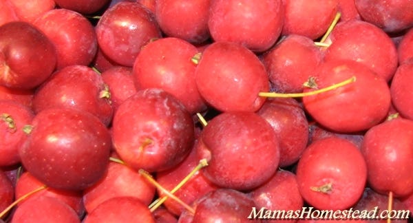 crab apples