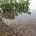 Gladstone Conservation Council's avatar