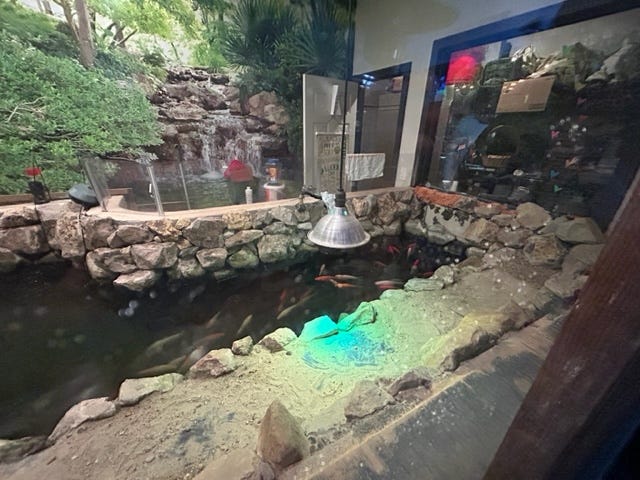 Activists Applaud Closure of Bar Hosting Controversial Turtle Races