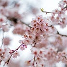 Meditation # 20 - Honouring our emotions - Self care part 2