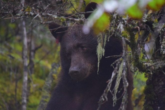 BEAR!