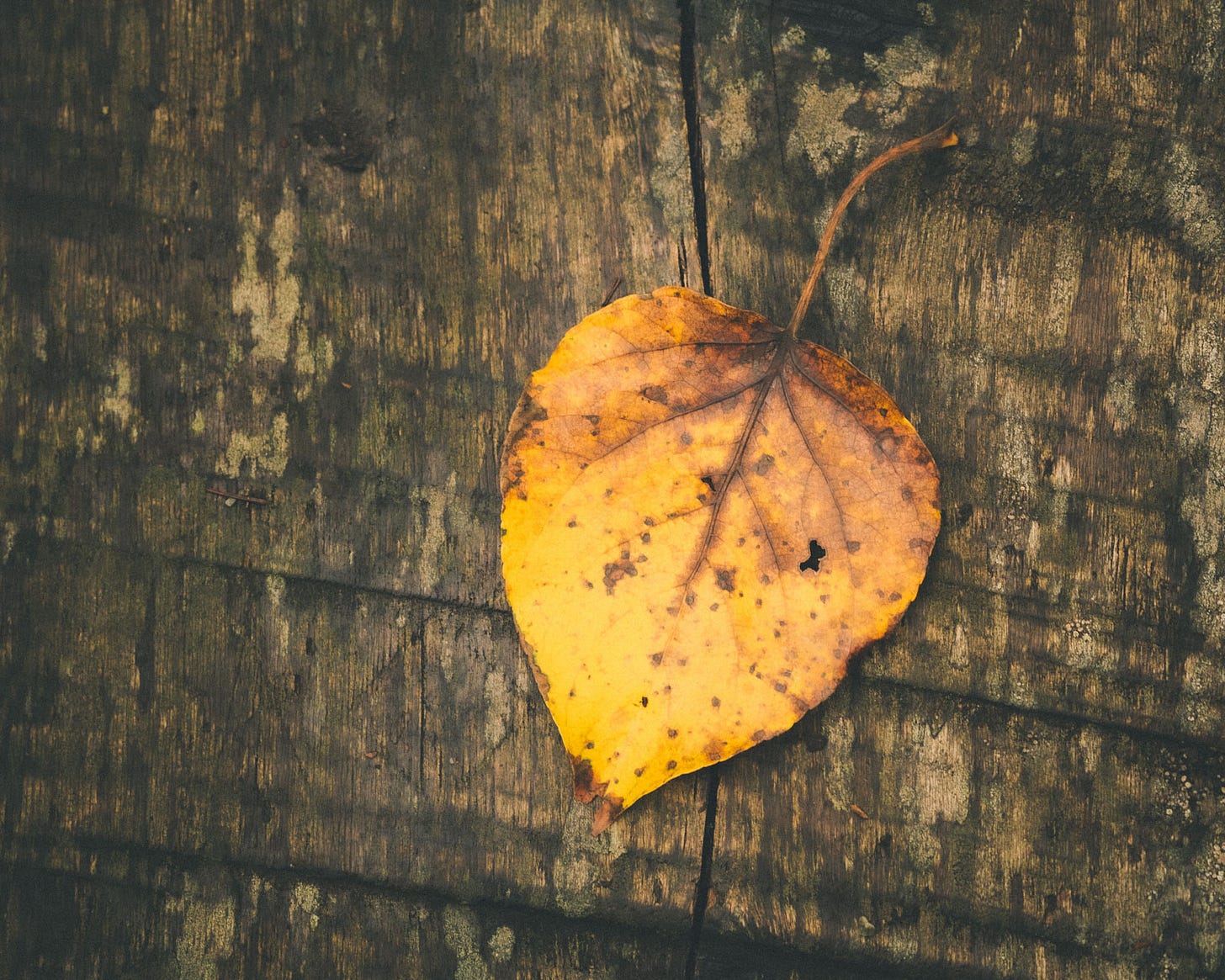 A yellow leaf.