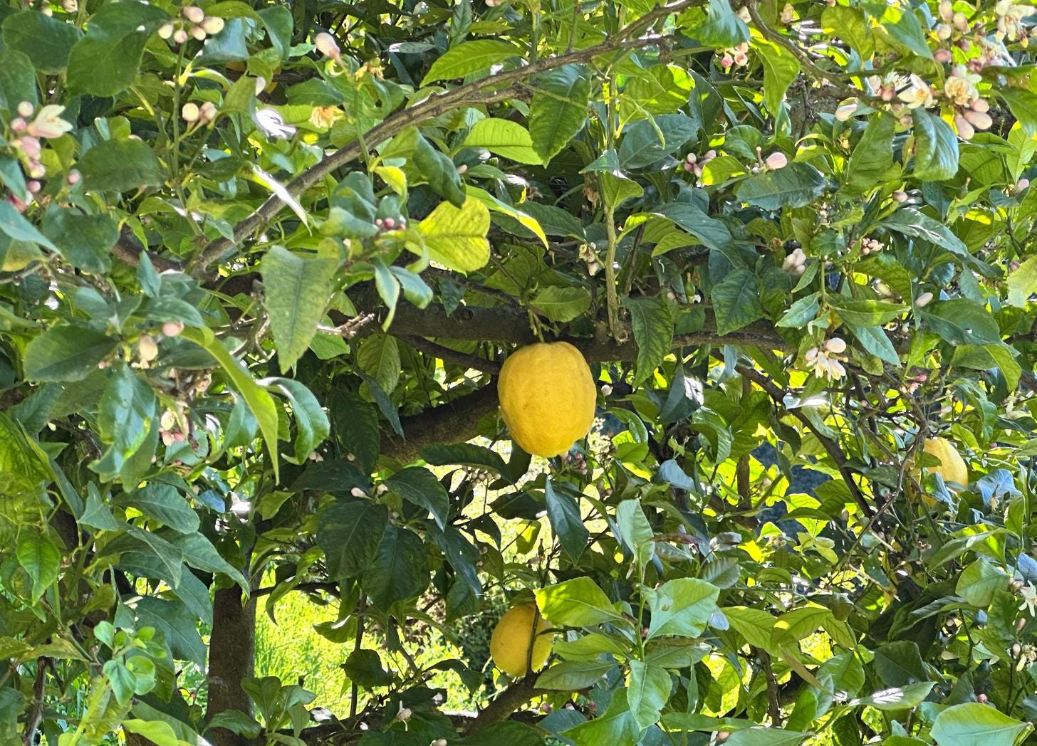 Ripe Menton IGP lemons hanging on a tree surrounded by fresh blossoms and buds, ready for harvest.