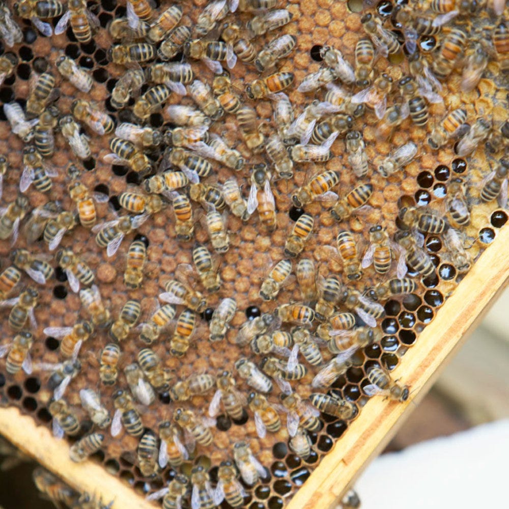Beekeeping Basics: How to Raise Honeybees in Your Backyard - Sunset