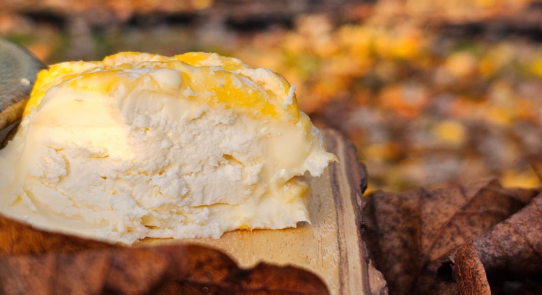 A soft cheese with orange rind on a log with leaves behind it A soft cheese with orange rind on a log with leaves behind it