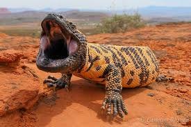 The Gila Monster – The Roar of the Wild