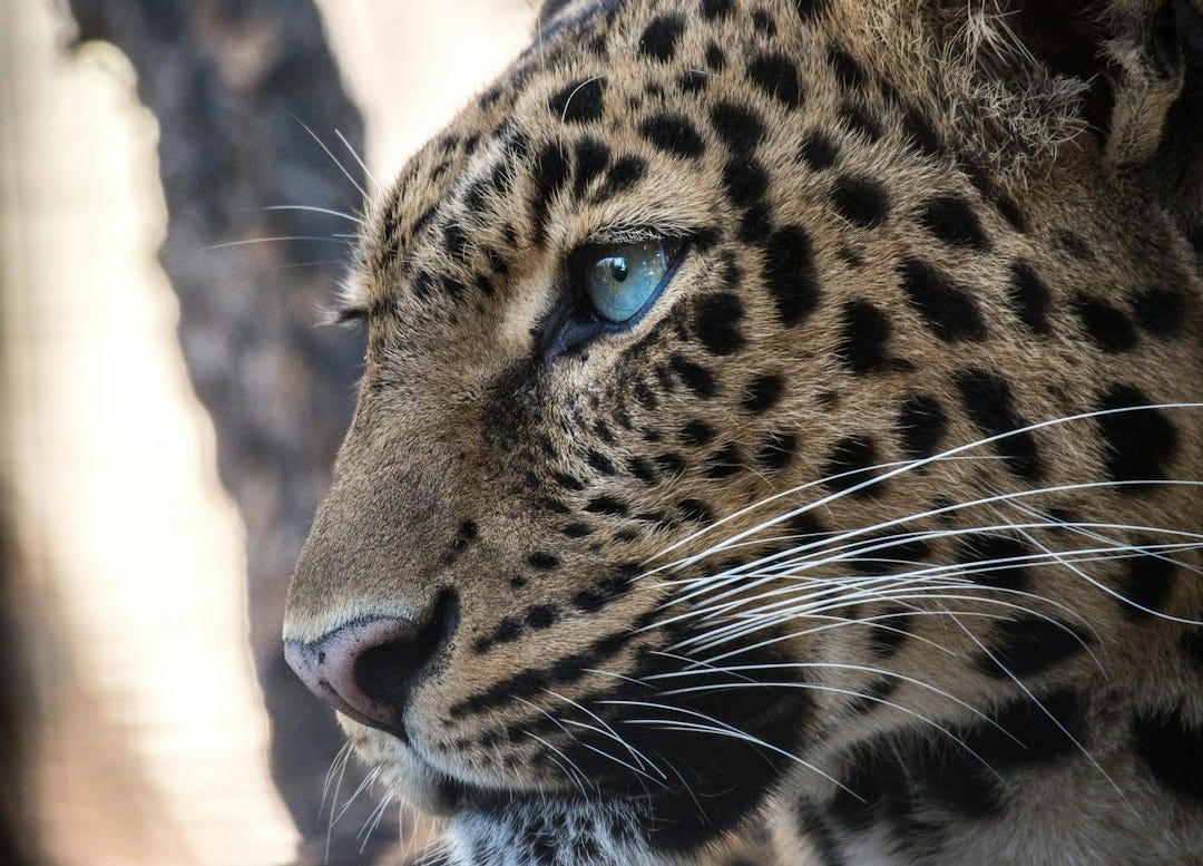 brown and black leopard