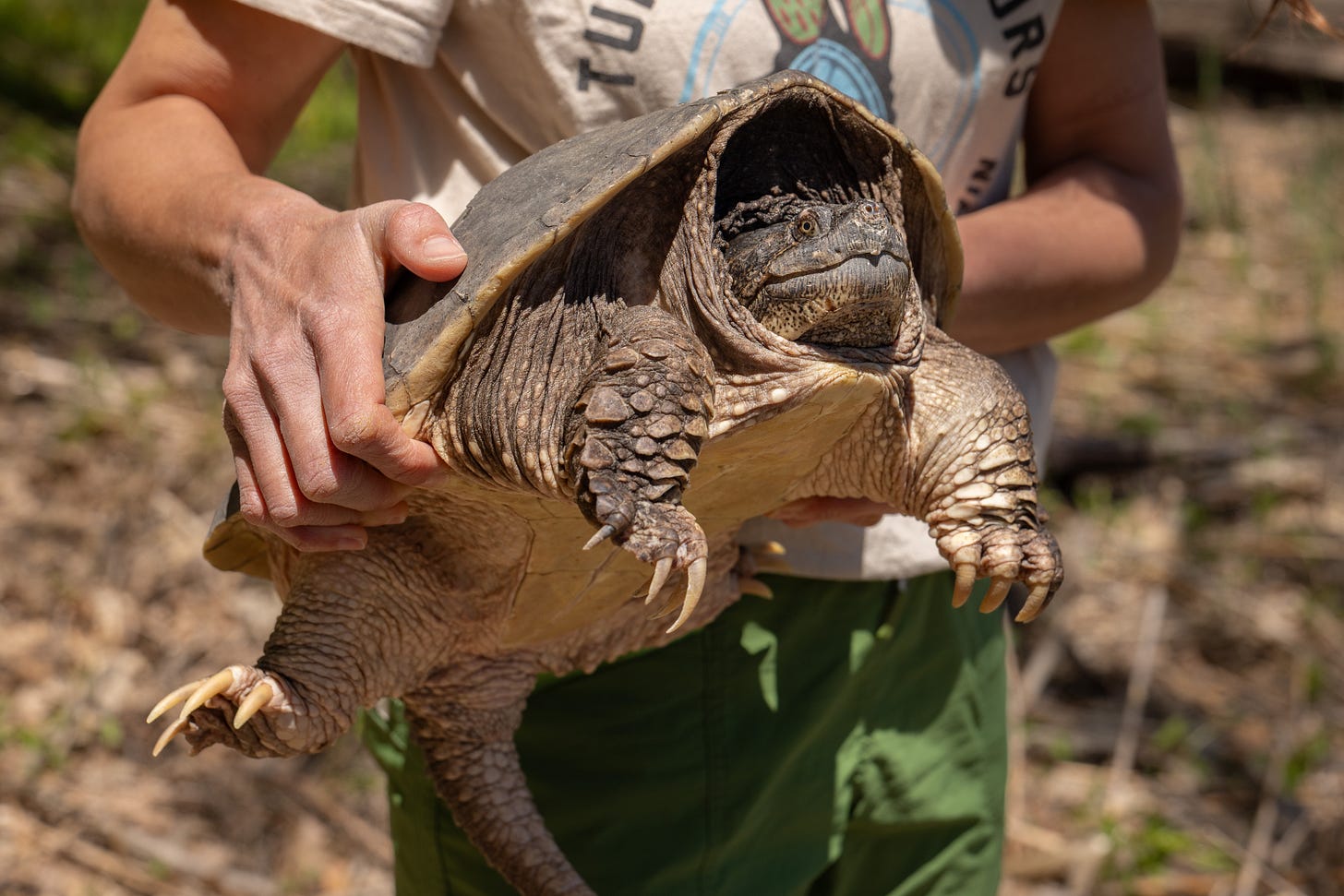 Closeup of a mature Snapping Turtle being held by someone who is about to release it