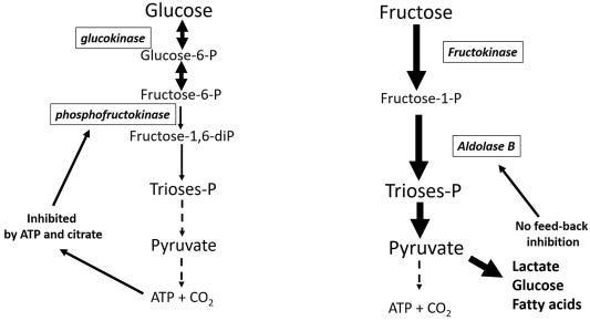 Metabolism of sugars: A window to the regulation of glucose and lipid homeostasis by splanchnic organs - ScienceDirect Metabolism of sugars: A window to the regulation of glucose and lipid homeostasis by splanchnic organs - ScienceDirect