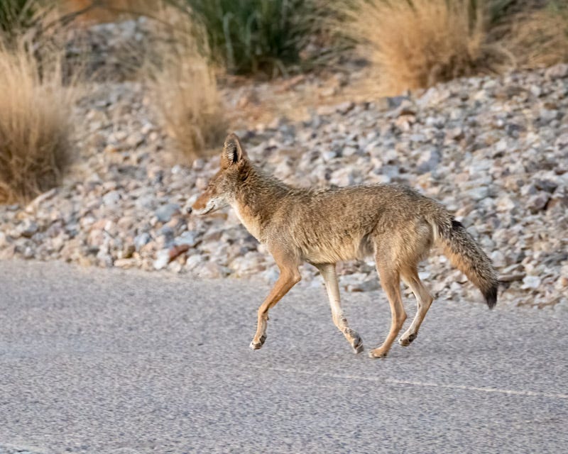 20250527-Sewailo-10-Edit-Edit.jpg 20250527-Sewailo-10-Edit-Edit.jpg