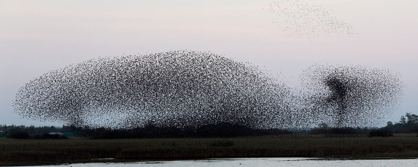Thousands of black dots form an irregular rounded shape in the sky over a marsh. File:Dance Of The Starlings (201781509).jpeg - Wikimedia Commons