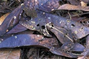 Camouflaged frog