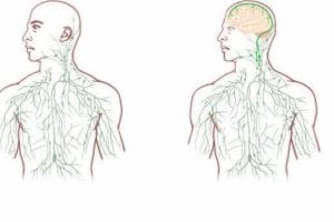 lymph drainage illustration