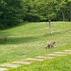 One Spontaneous Snow Monkey Show, No Reservation Required