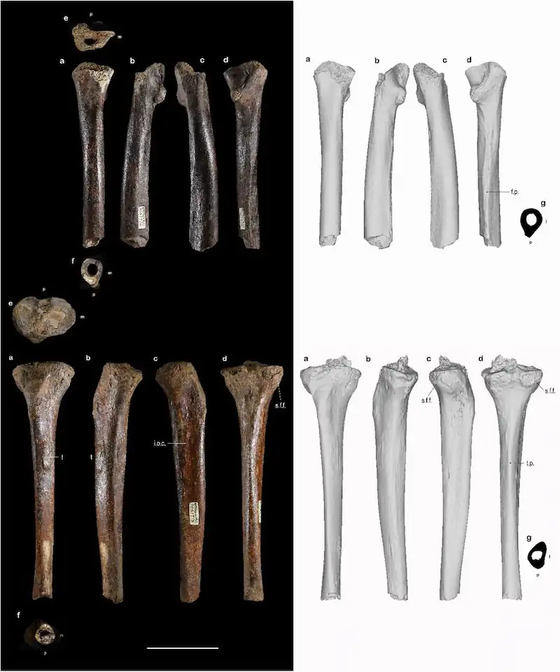 Photographs (left) and surface-rendered images (right) of the Penghu 2 femur (upper) and Penghu 3 tibia (lower). Credit: Yousuke Kaifu et al., 2026 Photographs (left) and surface-rendered images (right) of the Penghu 2 femur (upper) and Penghu 3 tibia (lower). Credit: Yousuke Kaifu et al., 2026
