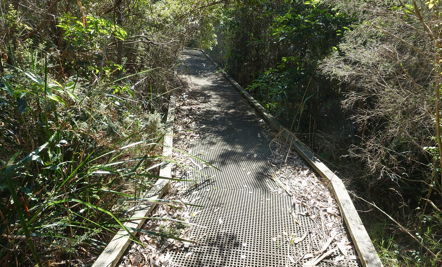 Elevated boardwalk with mesh surface winding through dense bushland, bordered by wooden railings and native vegetation