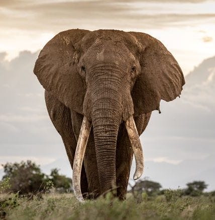 Male Elephant Km Resize