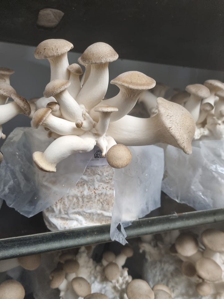Mushrooms growing, Brambletye Farm, organic, biodynamic