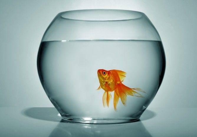 This may contain: a goldfish in an aquarium looking at the viewer's reflection on the water
