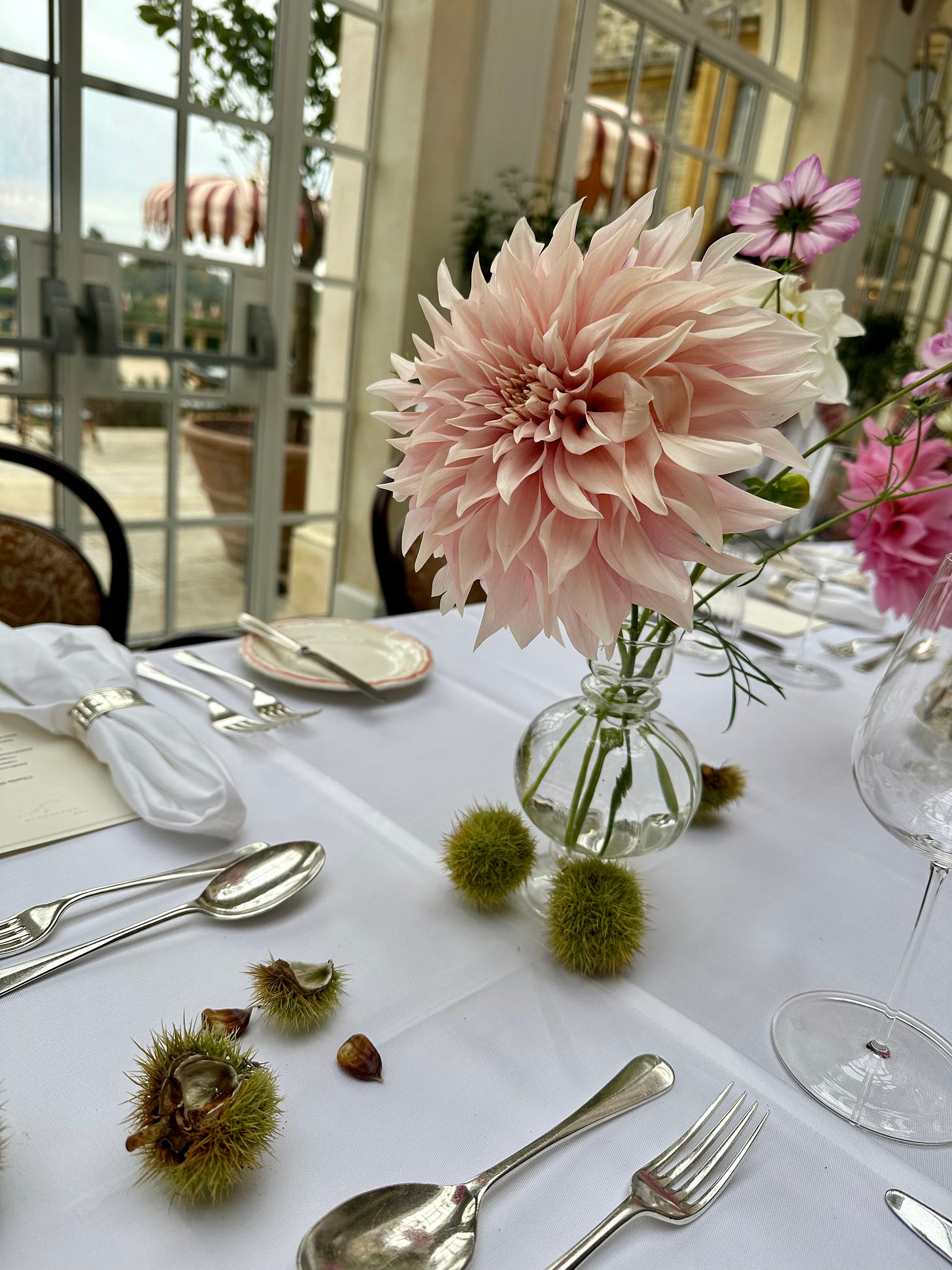 Friday Seedlings - by Willow Crossley - The Seedling