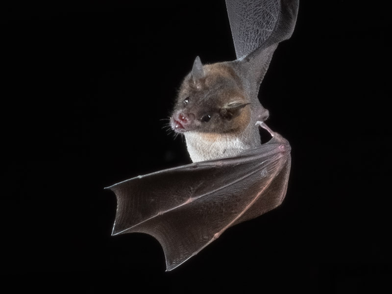 20210915-Bats-711-Edit.jpg