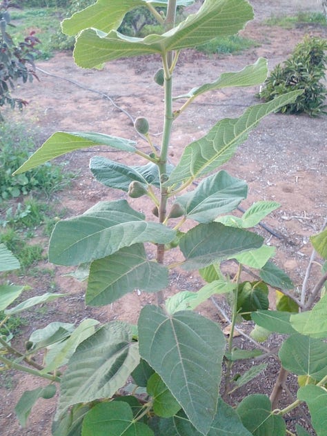 Iraqi Fig