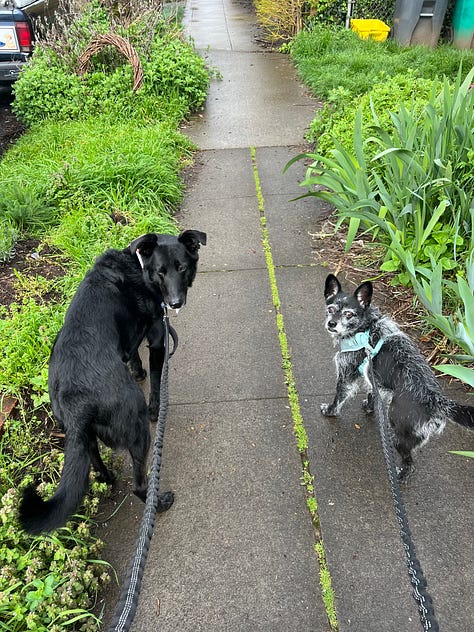 Walking my dogs, Cedar Circle Gathering, Nature, & Archery