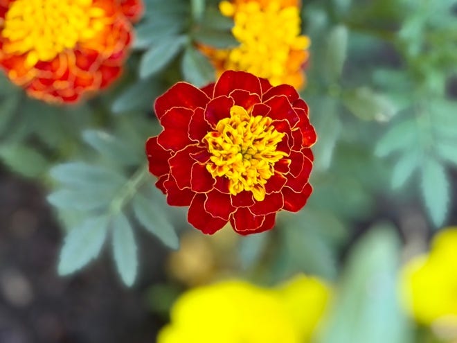 A close up of a flower

AI-generated content may be incorrect.