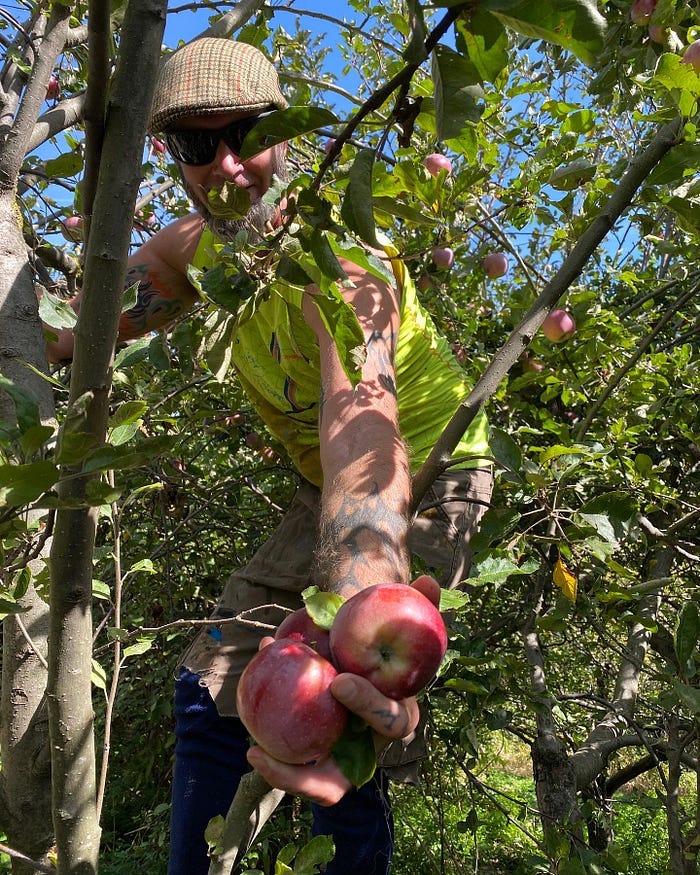 A man passes apples down from the branches of a tree
