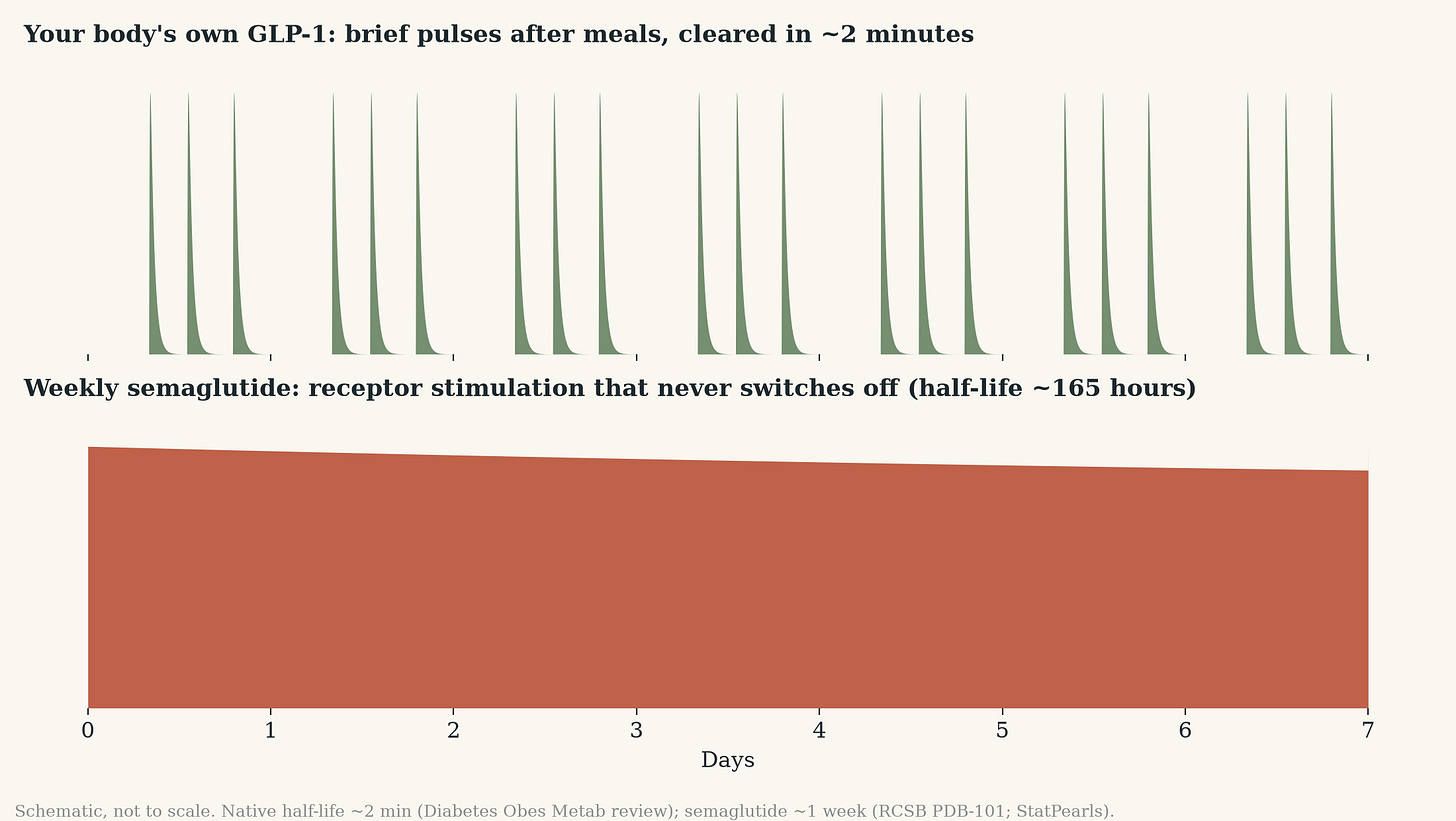 Diagram comparing brief natural GLP-1 pulses to continuous semaglutide signal