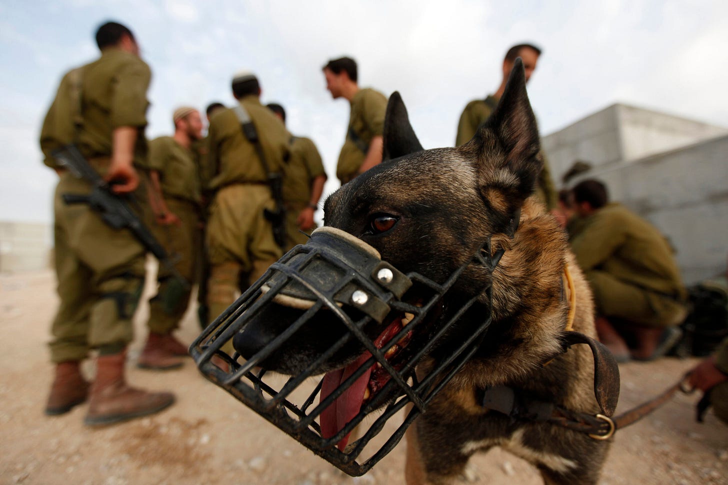 Israeli Prison Guards Are Using Dogs to Rape Palestinians, Former Detainees Say | Novara Media Israeli Prison Guards Are Using Dogs to Rape Palestinians, Former Detainees Say | Novara Media