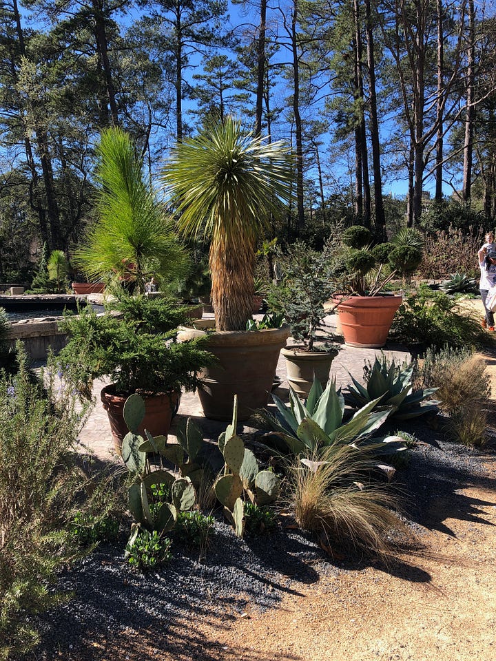 Two images: a view of a clear sky through a dense canopy of cheery blossoms; a cactus garden with taller trees in the background.